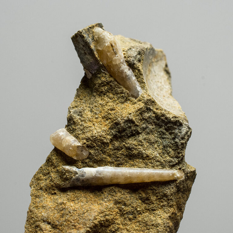 Ptychoceras sp. and Baculites sp.