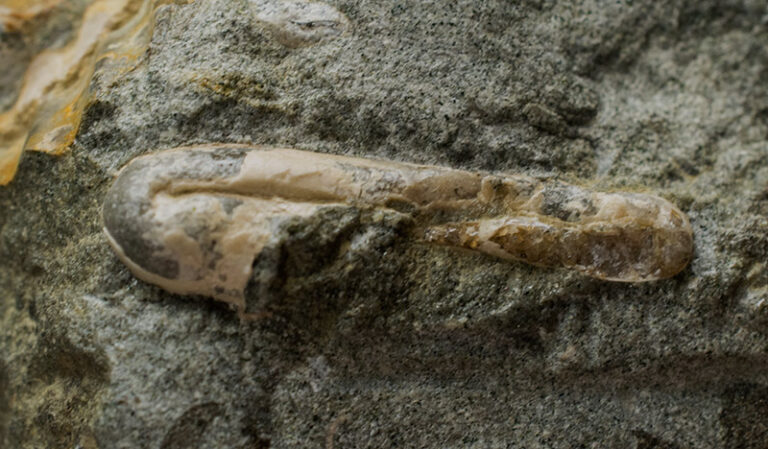 Ptychoceras sp.