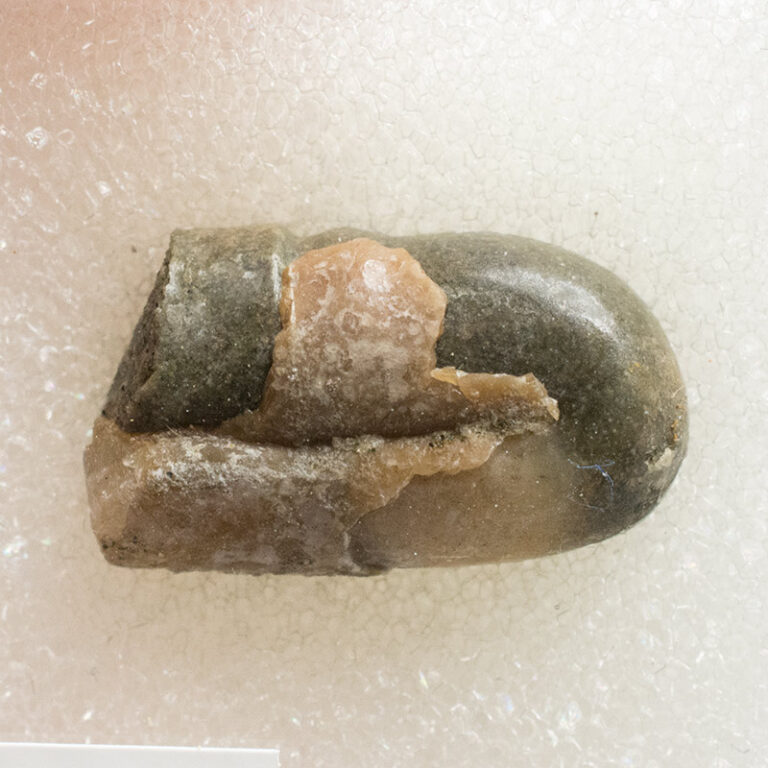 Ptychoceras sp.