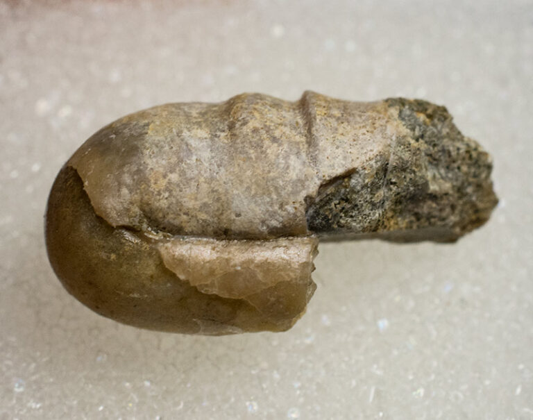 Ptychoceras sp.