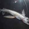 Viper fish - Image 3