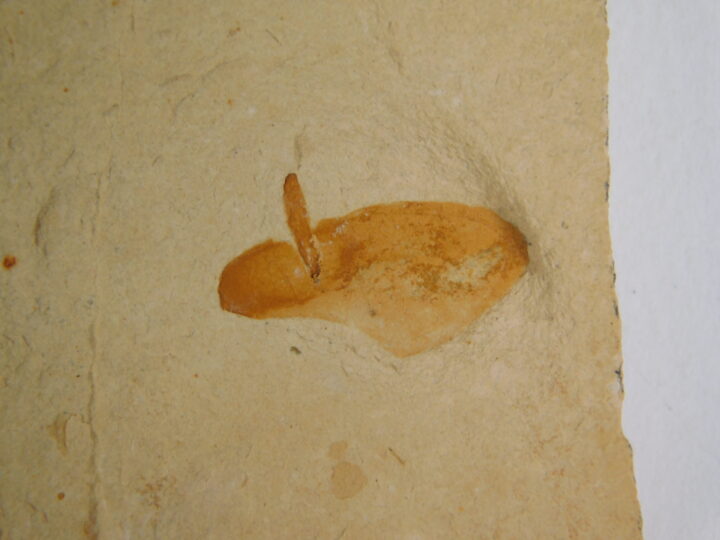 Miocene Winged Seed