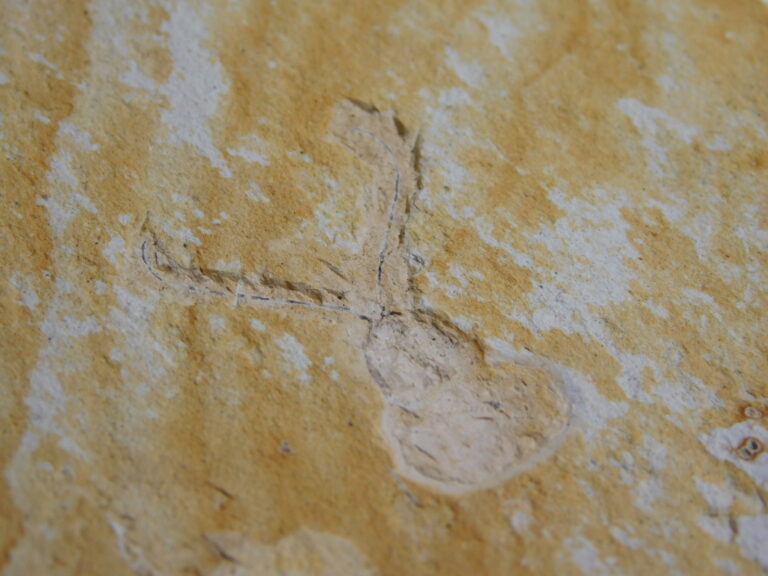 Australian Cambrian Arthropod - cf. Waptia sp.