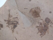 Argyropelecus cosmovicii Cosmovici & Pauca, 1943