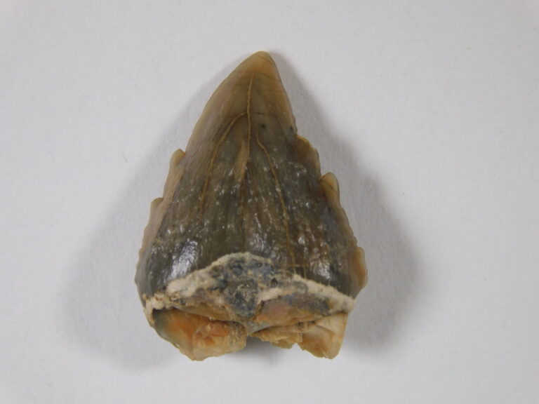 Squalodon atlanticus
