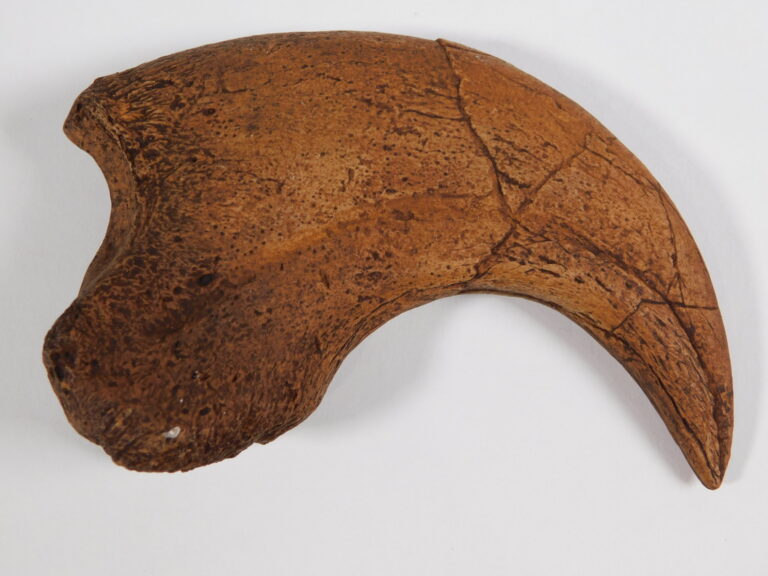 Alxasaurus elesitaiensis