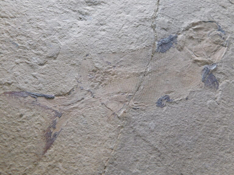 Paleoniscoid Fish-- Fubaricthys epiosus