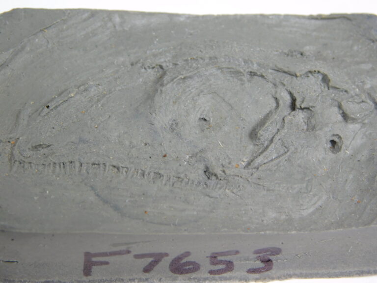 Petrolacosaurus kansensis Lane CAST, The Natural Canvas