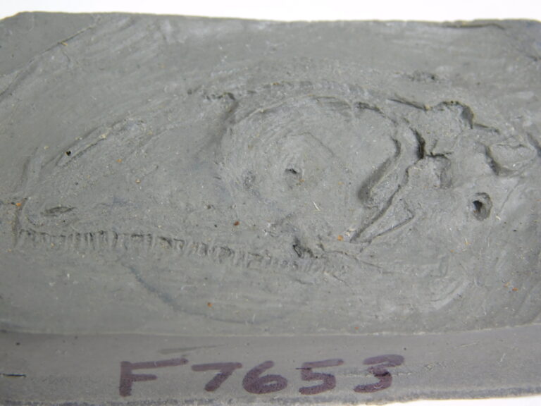 Petrolacosaurus kansensis Lane CAST
