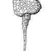 Extinct carpoid echinoderm &#8211; Dendrocystites, The Natural Canvas