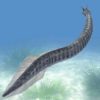 Burgess Shale &#8211; Pikaia gracilens CAST, The Natural Canvas