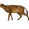 Hyracotherium (Sifrhippus) sp., The Natural Canvas