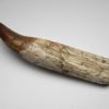 Complete Rooted Tyrannosaurus Tooth - Image 3