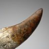 Complete Rooted Tyrannosaurus Tooth - Image 4