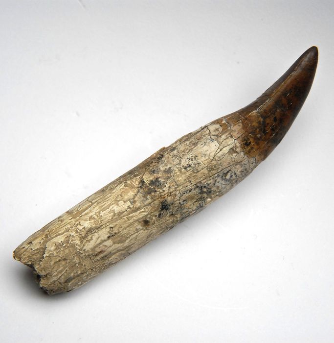 tyrannosaurus tooth