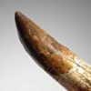 Complete Rooted Tyrannosaurus Tooth - Image 2