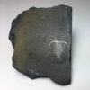 Burgess Shale &#8211; Marrella splendens, The Natural Canvas