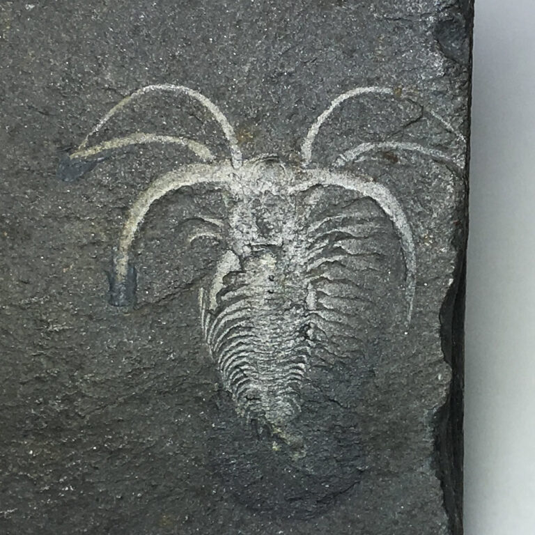 Burgess Shale &#8211; Marrella splendens, The Natural Canvas