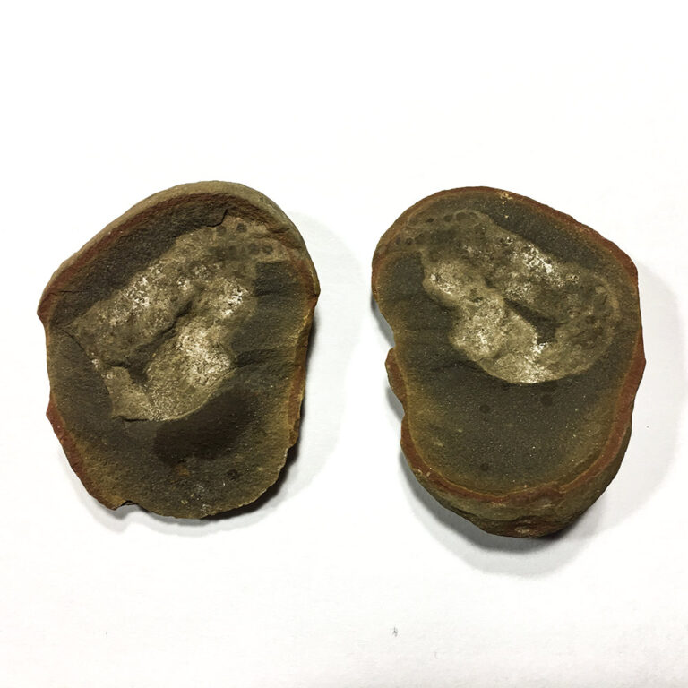 Carboniferous Vertebrate Eggs