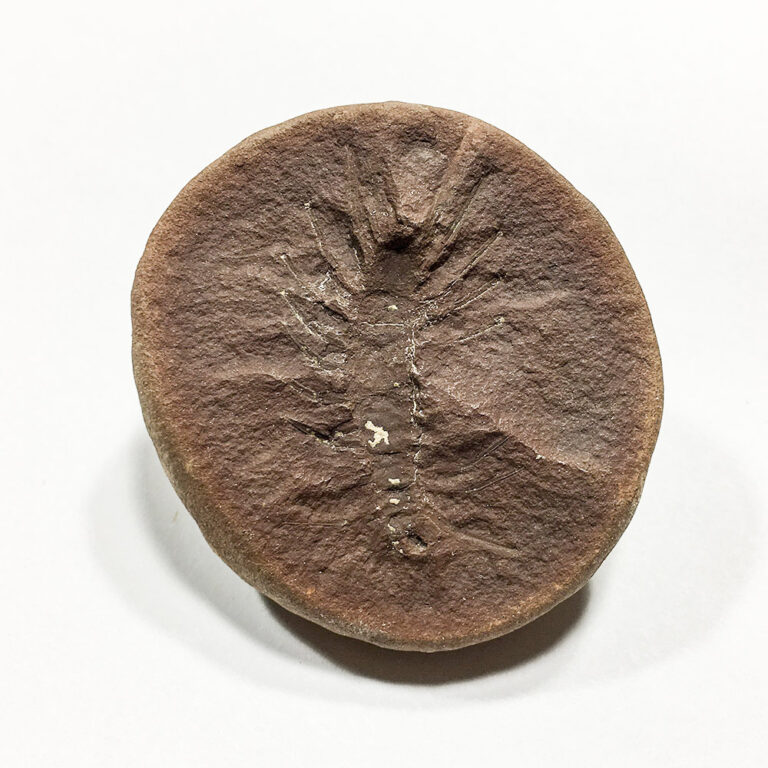 Carboniferous Centipede