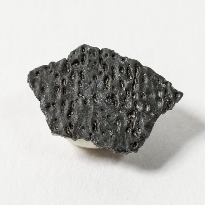 American dinosaur eggshell - Tröodon formosus