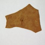 Fossil Insect from Montana - Image 4
