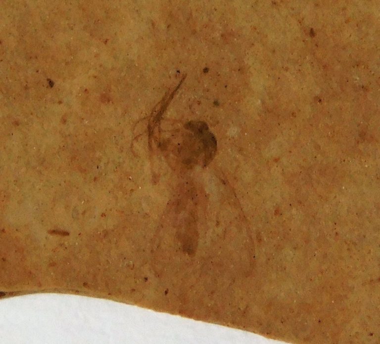 Fossil Insect from Montana, The Natural Canvas