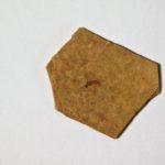 Fossil Insect from Montana - Image 5