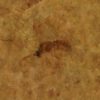 Fossil Insect from Montana, The Natural Canvas