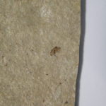 Montana Insect - Image 2