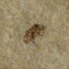 Montana Insect - Image 3