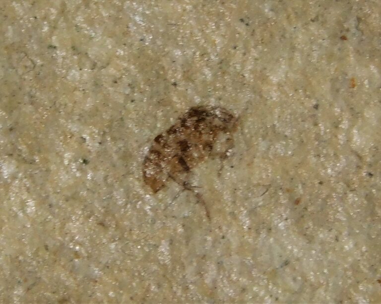 Montana Insect