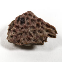 Boomerang Amphibian - Diplocaulus