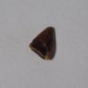 Unidentified Triassic Archosaur - Image 2