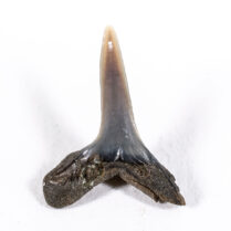 Goblin shark - Anomotodon sheppeyensis