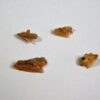"Dogfish" - Squalus occidentalis - Image 5