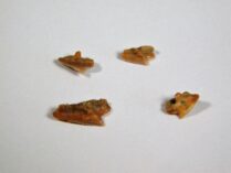 "Dogfish" - Squalus occidentalis