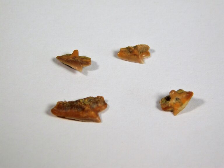 "Dogfish" - Squalus occidentalis