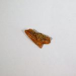 "Dogfish" - Squalus occidentalis - Image 6