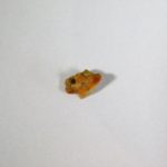 "Dogfish" - Squalus occidentalis - Image 2