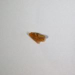 "Dogfish" - Squalus occidentalis - Image 3