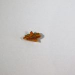 "Dogfish" - Squalus occidentalis - Image 4