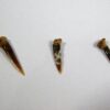 Sawshark - Pristiophorus sp. - Image 4