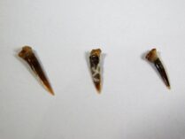 Sawshark - Pristiophorus sp.