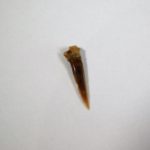 Sawshark - Pristiophorus sp. - Image 5