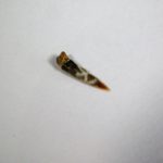 Sawshark - Pristiophorus sp. - Image 2