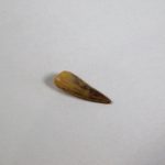 Unidentified Archosaur - Image 4