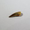 Unidentified Archosaur - Image 2