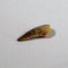 Unidentified Archosaur - Image 3
