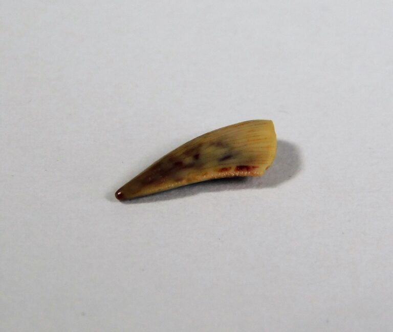 Unidentified Archosaur